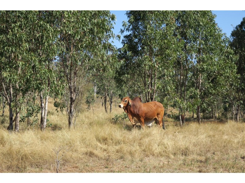 208 Hunter Gully Road, Morinish QLD 4702