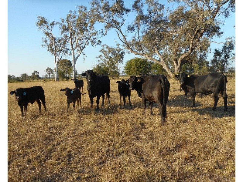 Lot 241 Titman Road, Fairy Bower QLD 4700