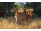 520 Donovan Road, Morinish South QLD 4702