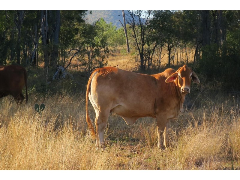 520 Donovan Road, Morinish South QLD 4702