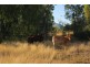 520 Donovan Road, Morinish South QLD 4702