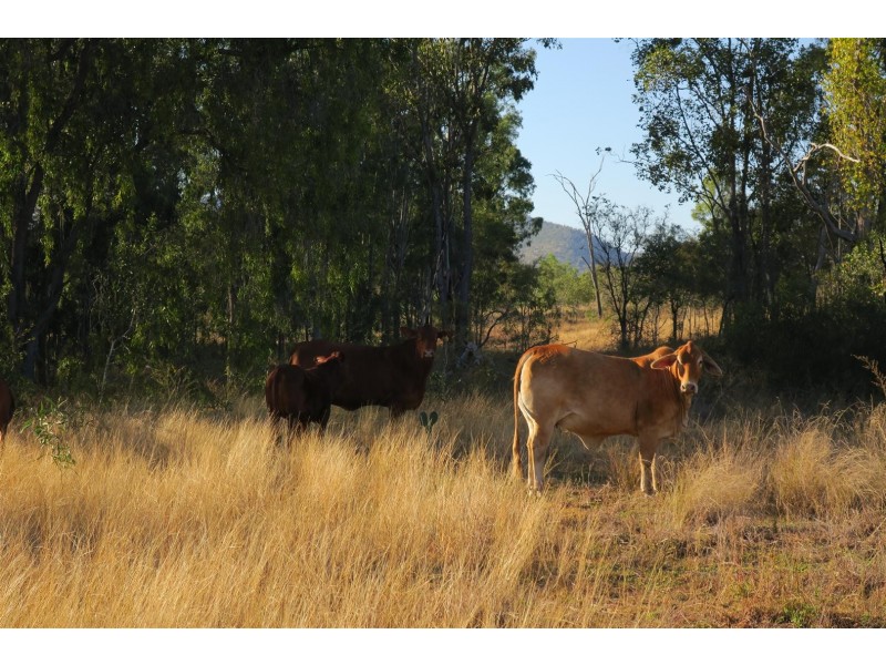 520 Donovan Road, Morinish South QLD 4702