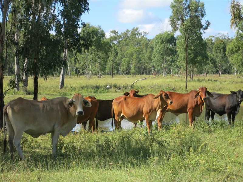 1140 “Glenwood” Cooinda Road, Dingo QLD 4702