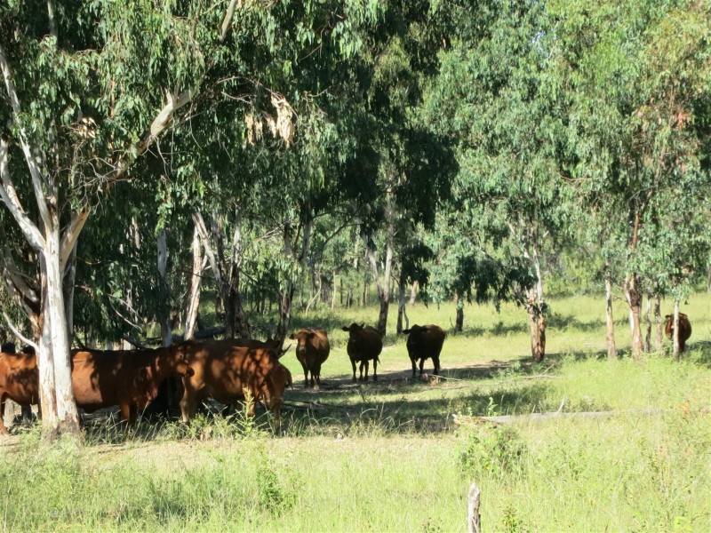 1140 “Glenwood” Cooinda Road, Dingo QLD 4702