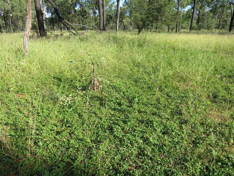 1140 “Glenwood” Cooinda Road, Dingo QLD 4702