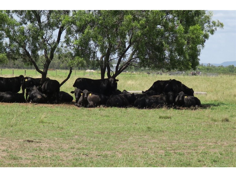 257 Lanyon Road, South Yaamba QLD 4702