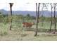 Lot 14 Atkinson Road, Kunwarara QLD 4702