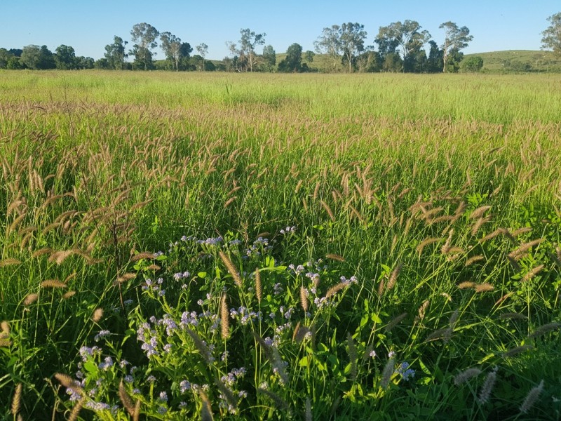 31 Duncan Road, Marmor QLD 4702