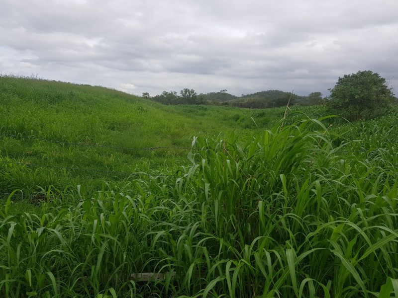 31 Duncan Road, Marmor QLD 4702