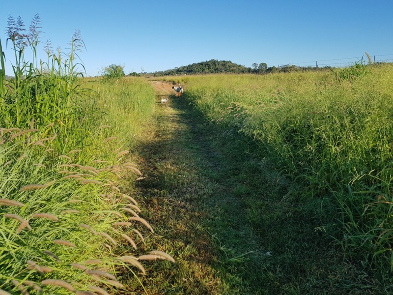 31 Duncan Road, Marmor QLD 4702