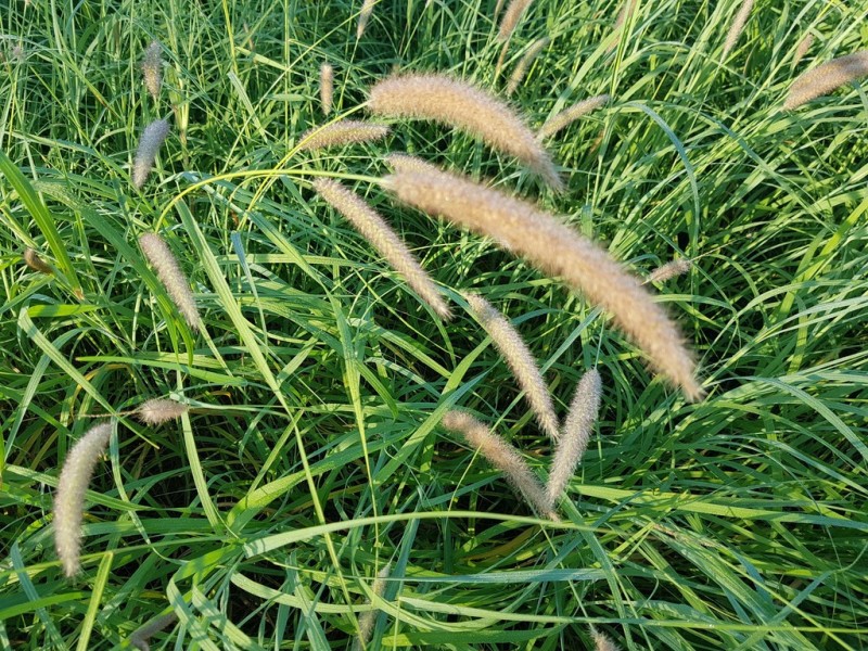 31 Duncan Road, Marmor QLD 4702