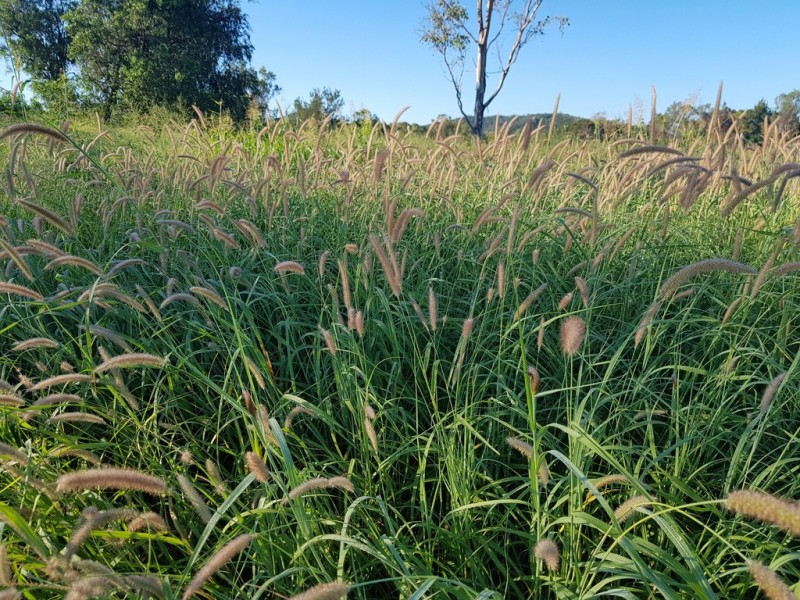 31 Duncan Road, Marmor QLD 4702