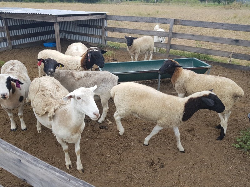 31 Duncan Road, Marmor QLD 4702