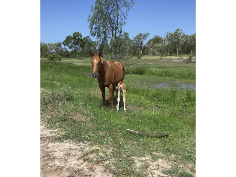342 CHERRYFIELD ROAD, Gracemere QLD 4702