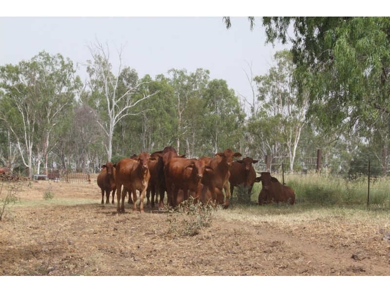 725 DEE RIVER ROAD, Dululu QLD 4702