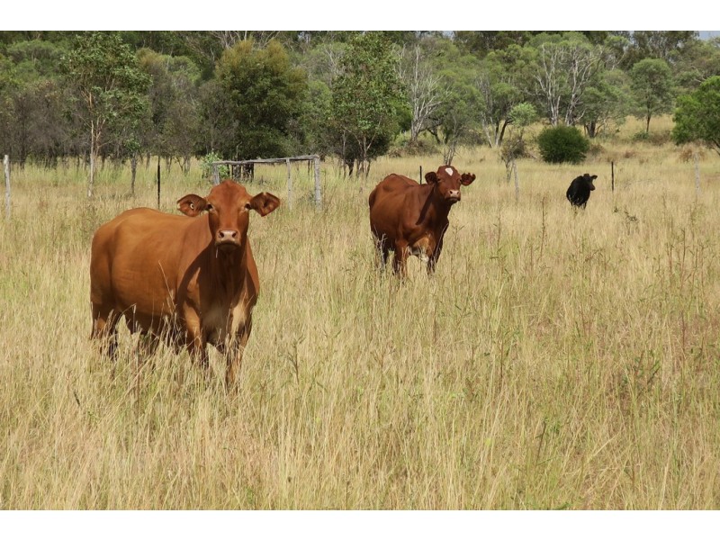 557 BISHOP RD, Garnant QLD 4702