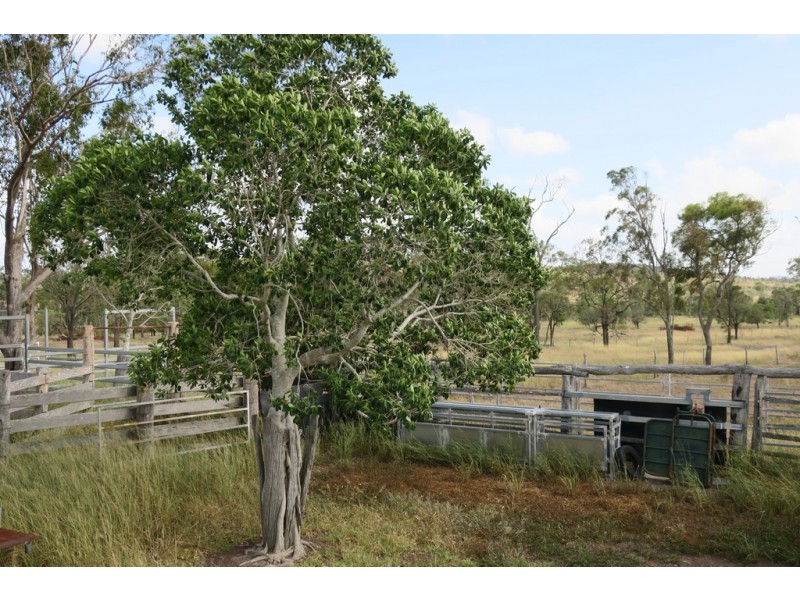 557 BISHOP RD, Garnant QLD 4702