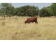 557 BISHOP RD, Garnant QLD 4702