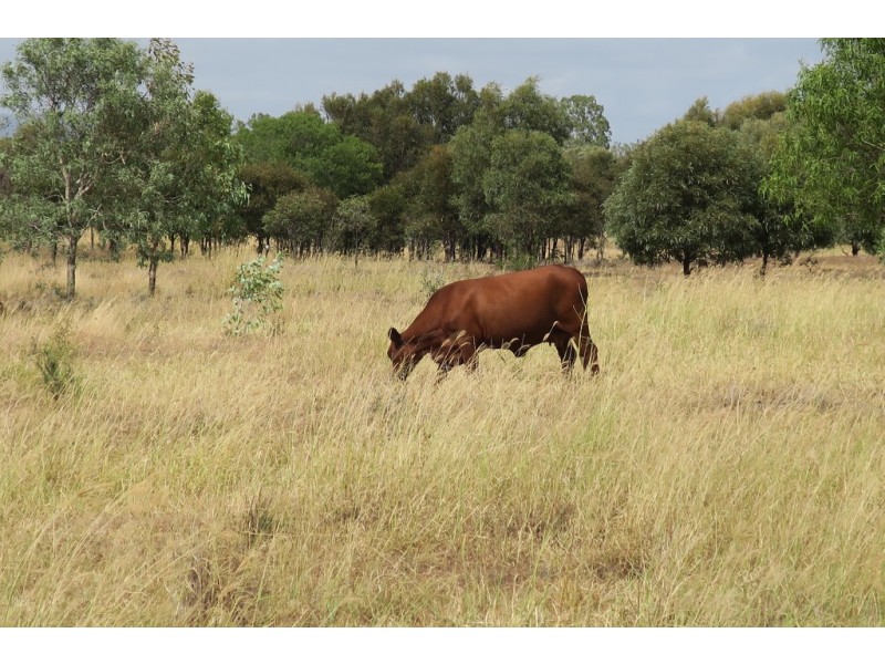 557 BISHOP RD, Garnant QLD 4702