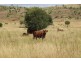 557 BISHOP RD, Garnant QLD 4702