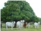 178 Wallaby Lane, East End QLD 4695