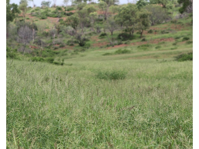 Oakey Creek QLD 4714