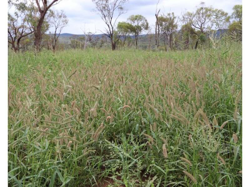 Oakey Creek QLD 4714