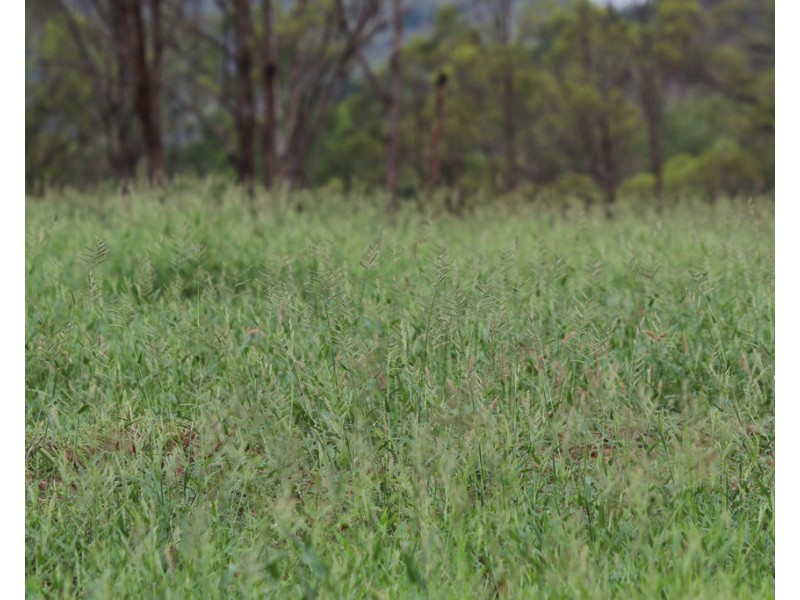 Oakey Creek QLD 4714