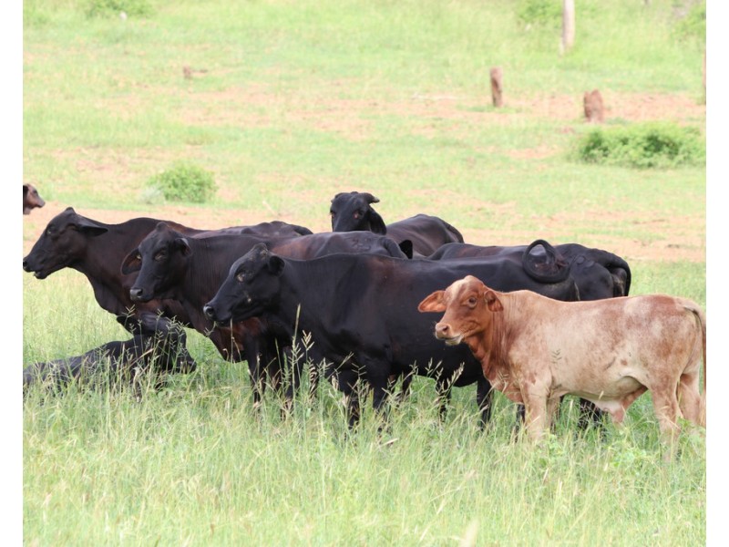 Oakey Creek QLD 4714