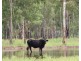 Oakey Creek QLD 4714