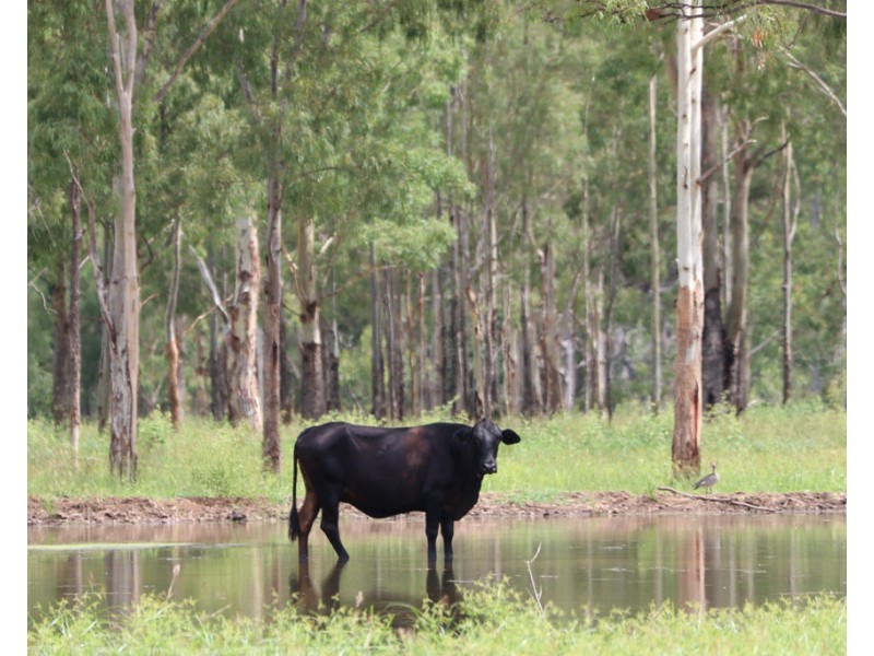 Oakey Creek QLD 4714