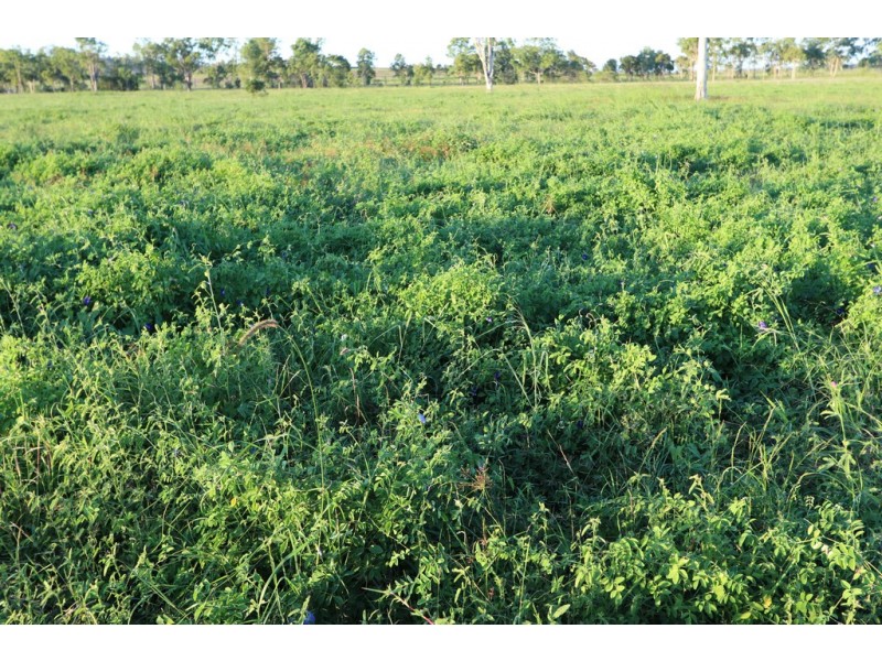 Ridgelands QLD 4702