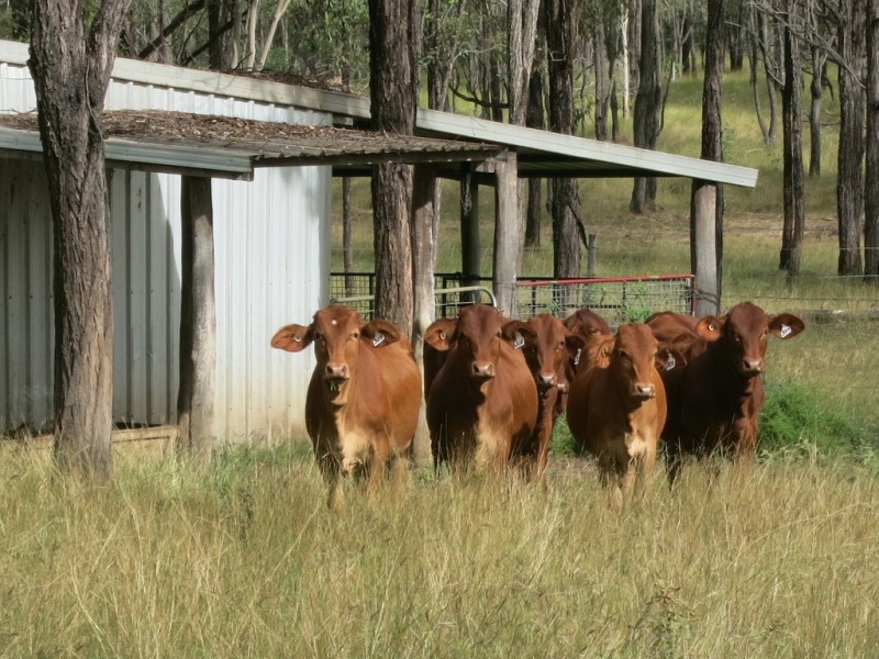 337 Dalcalmah Road, Canoona QLD 4702