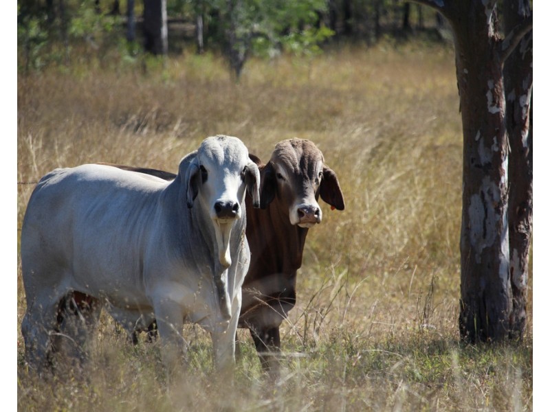 1160 Mount Alma Road, Bracewell QLD 4695