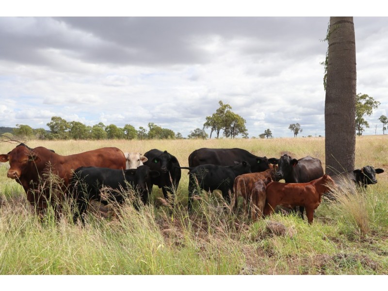 6301 Capricorn Highway, Gogango QLD 4702