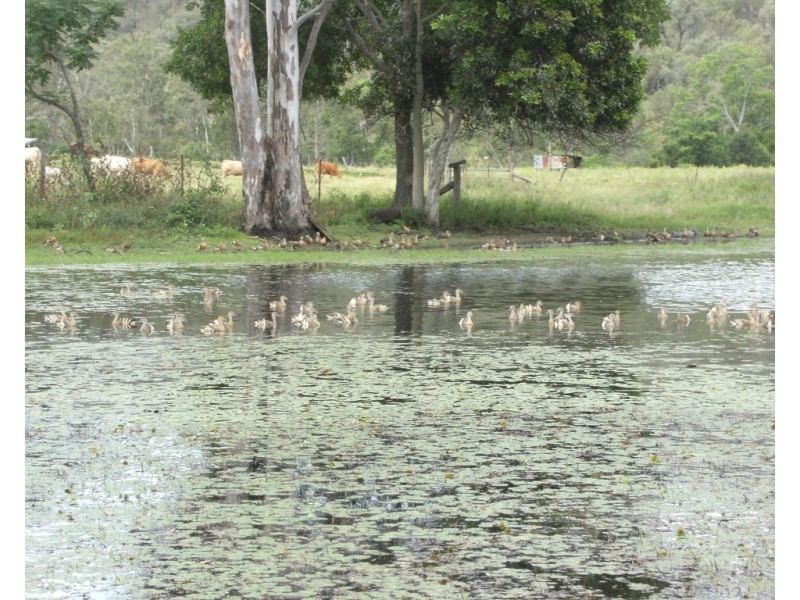 2308 Capricorn Highway, Stanwell QLD 4702