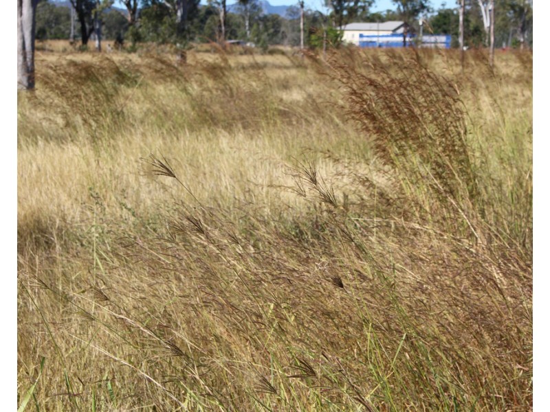 97 Raglan Station Road, Raglan QLD 4697