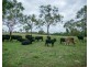 4407 ROSEWOOD ROAD, Morinish South QLD 4702