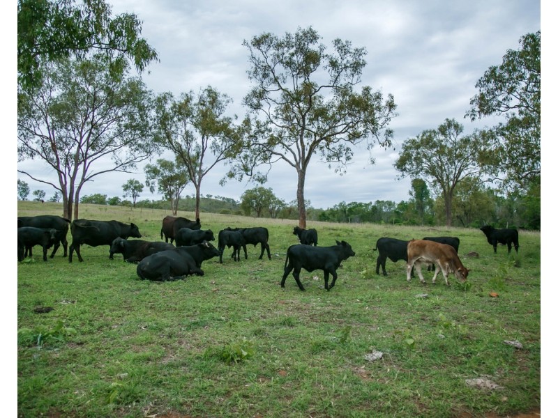 4407 ROSEWOOD ROAD, Morinish South QLD 4702
