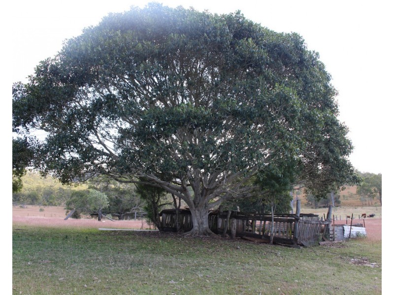 415 The Narrows Road, Mount Larcom QLD 4695