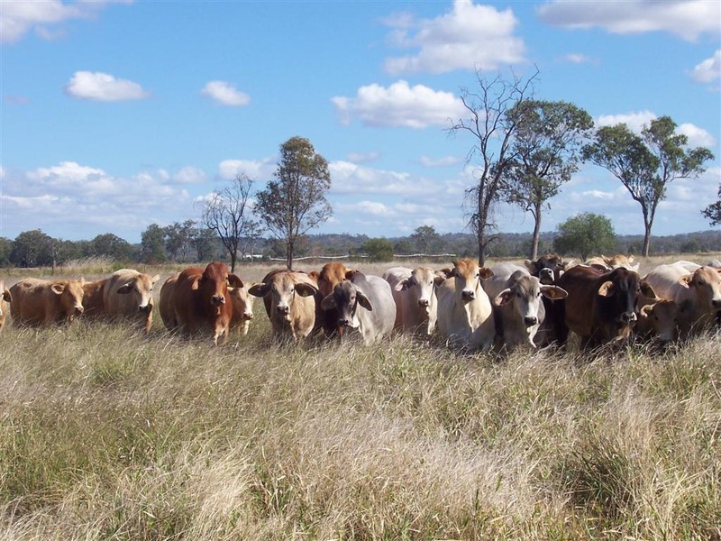 247 and 248 Fogarty Lane, Fairy Bower QLD 4700