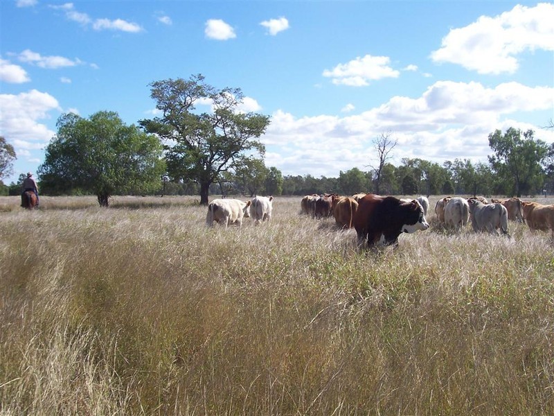247 and 248 Fogarty Lane, Fairy Bower QLD 4700
