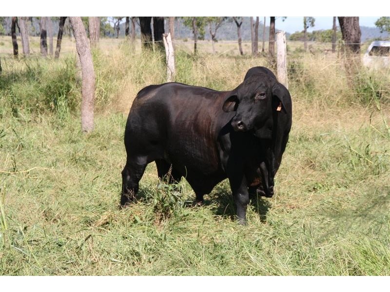 66062 Bruce Highway, Canoona QLD 4702