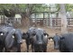 1140 “Glenwood” Cooinda Road, Dingo QLD 4702