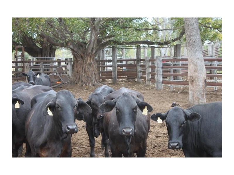 1140 “Glenwood” Cooinda Road, Dingo QLD 4702