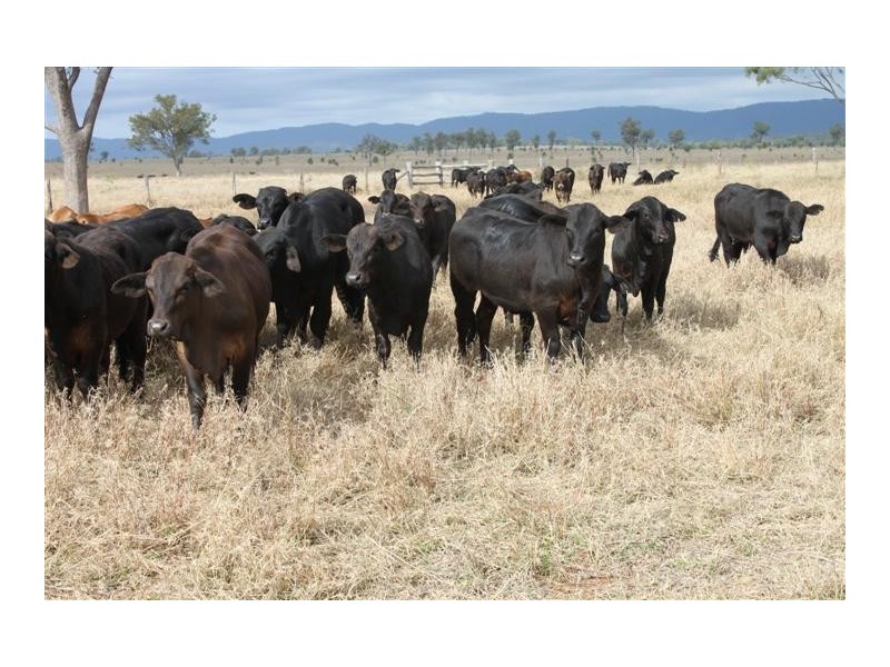 1140 “Glenwood” Cooinda Road, Dingo QLD 4702