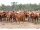 1140 “Glenwood” Cooinda Road, Dingo QLD 4702