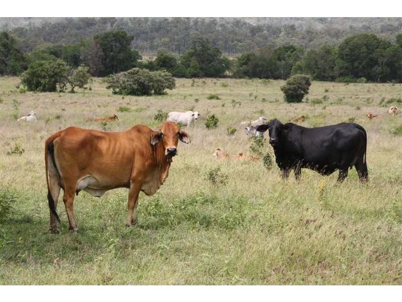 Glencoe and Weeroona, The Caves QLD 4702
