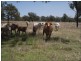 Lot 215 Bartlem Road, Westwood QLD 4702