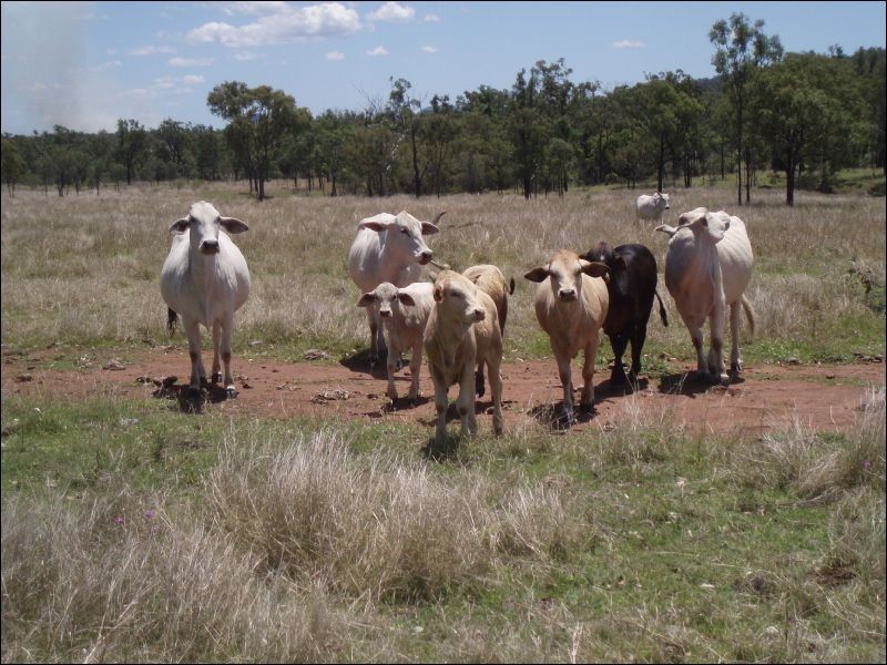 Lot 215 Bartlem Road, Westwood QLD 4702